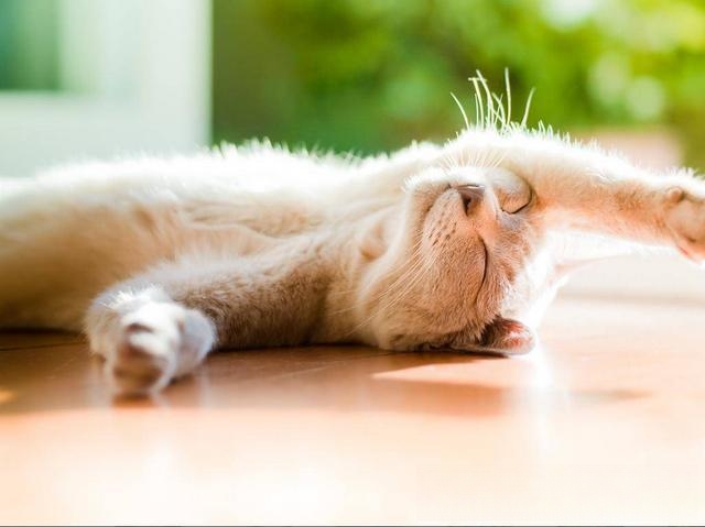 为什么我家猫躺地上打滚还叫好像很痛苦的样子？