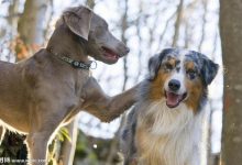 早上兜风美好的文案？-动物百科