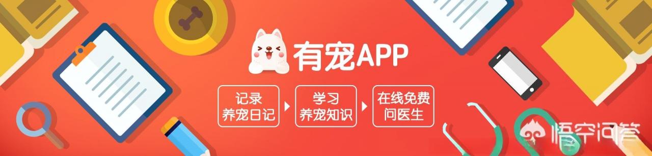 猫咪不吃东西还呕吐是怎么回事,如何调理?