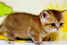 前面两只腿短的猫是什么品种？-动物百科