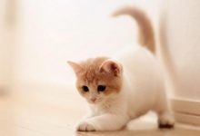 美短公猫不发腮怎么回事？