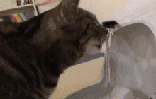 怎么让猫咪多喝水?