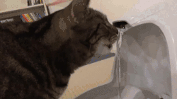 怎么让猫咪多喝水？