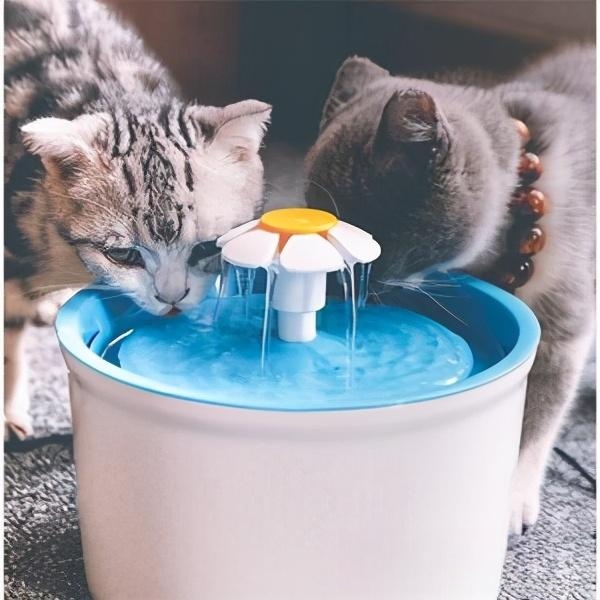 猫毛很干燥怎么办？