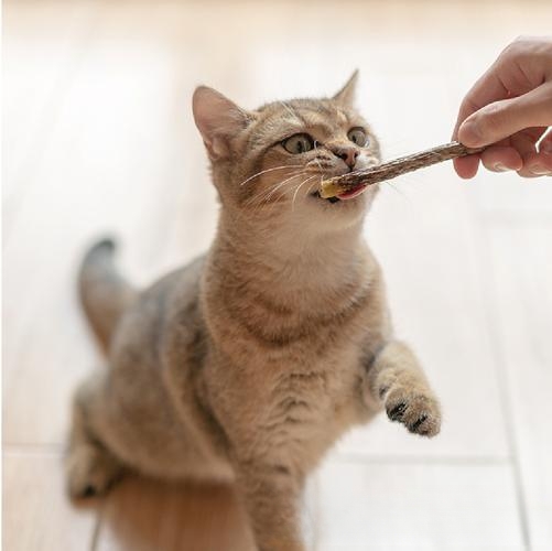 猫咪爱咬人手怎么办?