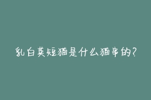 乳白英短猫是什么猫串的?-动物百科