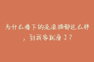 为什么楼下的流浪猫都这么胖,到我家就瘦了?-动物百科