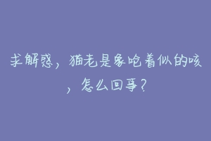 求解惑,猫老是象呛着似的咳,怎么回事?-动物百科