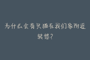 为什么会有只猫在我们家附近转悠?-动物百科