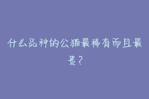 什么品种的公猫最稀有而且最贵?-动物百科