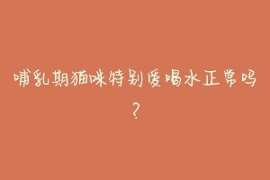 哺乳期猫咪特别爱喝水正常吗?-动物百科