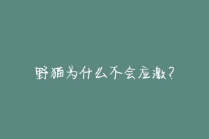 野猫为什么不会应激?-动物百科