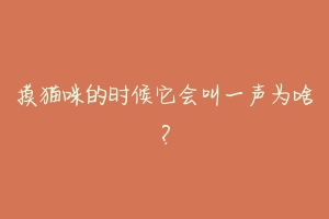 摸猫咪的时候它会叫一声为啥?-动物百科