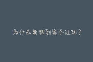 为什么新猫到家不让玩?-动物百科