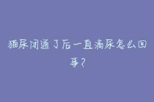 猫尿闭通了后一直滴尿怎么回事?-动物百科