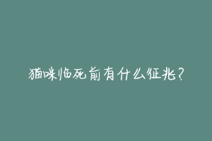 猫咪临死前有什么征兆?-动物百科
