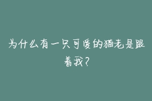 为什么有一只可爱的猫老是跟着我?-动物百科