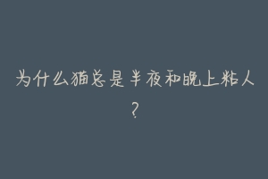 为什么猫总是半夜和晚上粘人?-动物百科