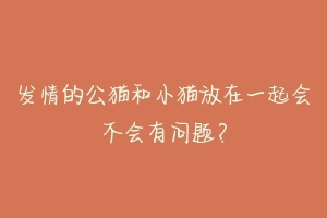发情的公猫和小猫放在一起会不会有问题?-动物百科