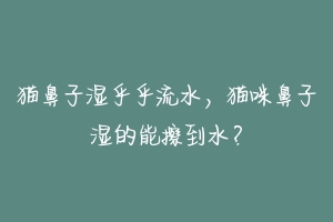 猫鼻子湿乎乎流水,猫咪鼻子湿的能擦到水?-动物百科