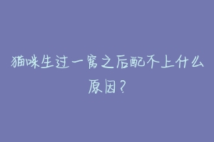 猫咪生过一窝之后配不上什么原因?-动物百科