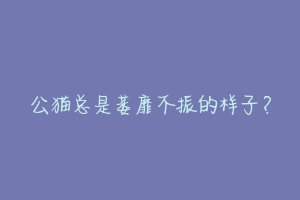 公猫总是萎靡不振的样子?-动物百科