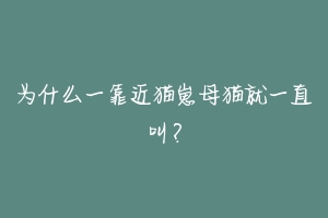 为什么一靠近猫崽母猫就一直叫?