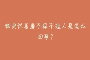 猫突然萎靡不振不理人是怎么回事?