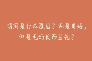 请问是什么原因?说是美短,但是毛好长而且花?