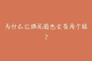 为什么公猫屁股也会有两个眼?