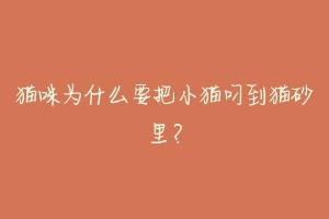 猫咪为什么要把小猫叼到猫砂里?