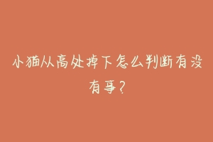 小猫从高处掉下怎么判断有没有事?