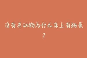 没有养动物为什么床上有跳蚤?