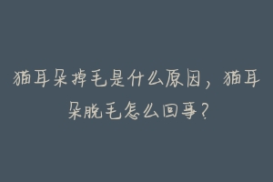 猫耳朵掉毛是什么原因，猫耳朵脱毛怎么回事？