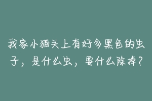 我家小猫头上有好多黑色的虫子,是什么虫,要什么除掉?