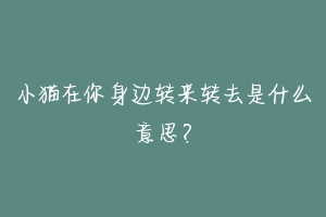 小猫在你身边转来转去是什么意思?
