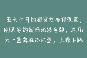 五六个月的猫突然变得很皮，刚来家的就好比较安静，这几天一直疯狂抓地垫，上蹿下跳的？