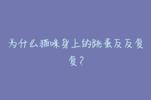 为什么猫咪身上的跳蚤反反复复?