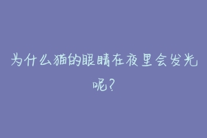 为什么猫的眼睛在夜里会发光呢?