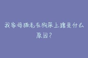 我家母猫老在狗尿上蹭是什么原因?