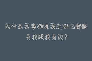 为什么我家猫咪我走哪它都跟着我爬我旁边?
