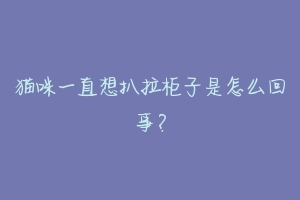 猫咪一直想扒拉柜子是怎么回事?
