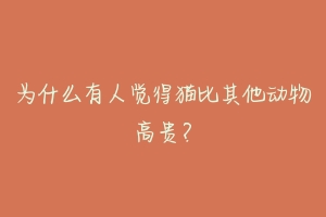 为什么有人觉得猫比其他动物高贵?