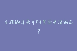 小猫的耳朵平时里面是湿的么?
