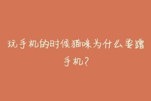 玩手机的时候猫咪为什么要蹭手机?
