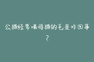 公猫经常嘬母猫的毛是咋回事?