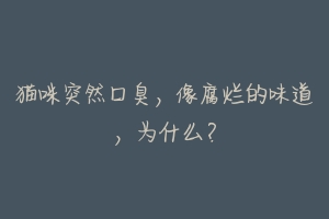 猫咪突然口臭,像腐烂的味道,为什么?