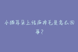 小猫耳朵上结痂掉毛是怎么回事?-动物百科