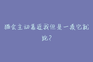猫会主动靠近我但是一摸它就跑?
