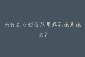 为什么小猫在屋里炸毛跑来跑去？